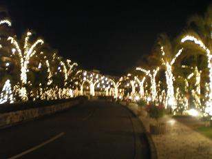 街路樹のイルミネーション